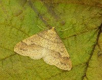 70.254 BF1933 Scarce Umber Agriopis aurantiaria