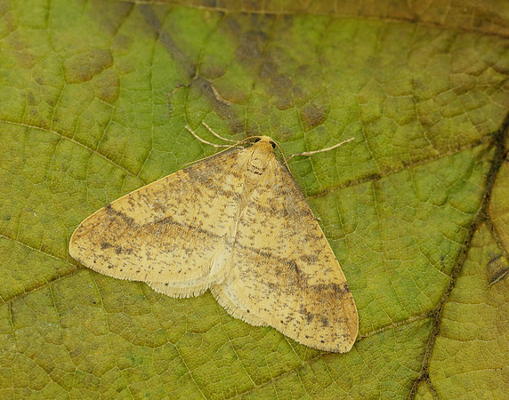 70.254 BF1933 Scarce Umber Agriopis aurantiaria