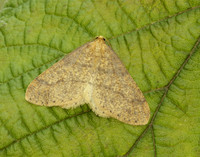 70.254 BF1933 Scarce Umber Agriopis aurantiaria