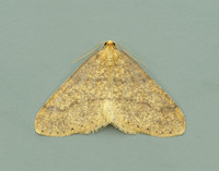70.254 BF1933 Scarce Umber Agriopis aurantiaria
