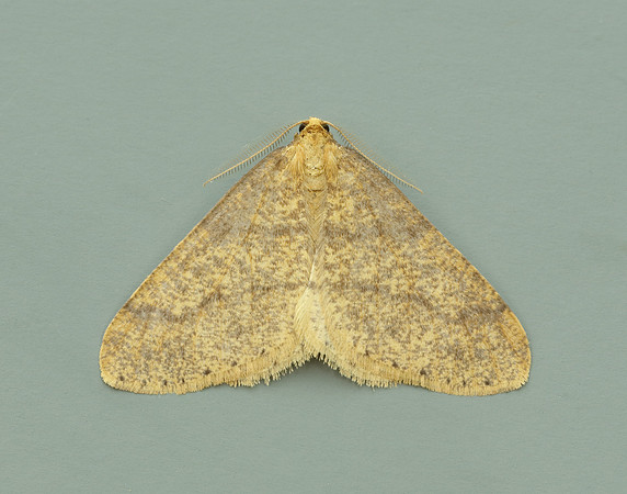 70.254 BF1933 Scarce Umber Agriopis aurantiaria