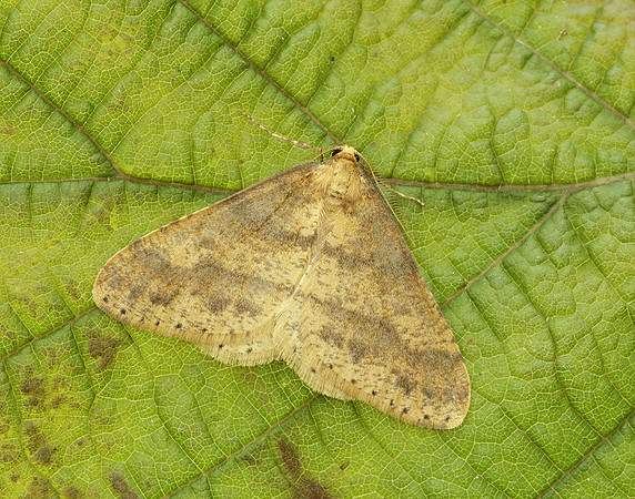 70.254 BF1933 Scarce Umber Agriopis aurantiaria