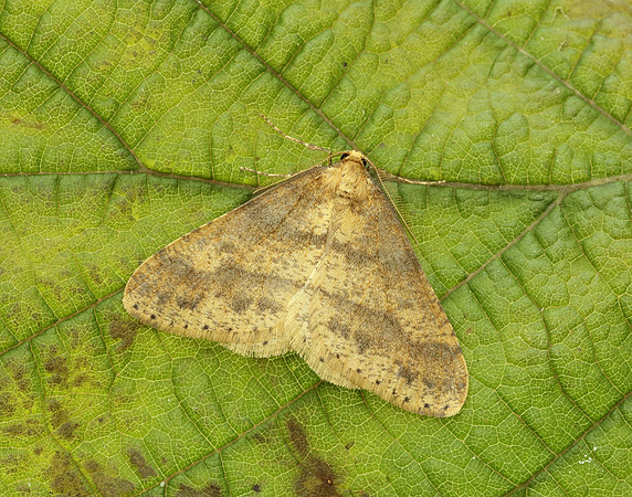 70.254 BF1933 Scarce Umber Agriopis aurantiaria