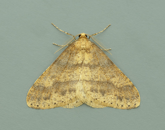 70.254 BF1933 Scarce Umber Agriopis aurantiaria