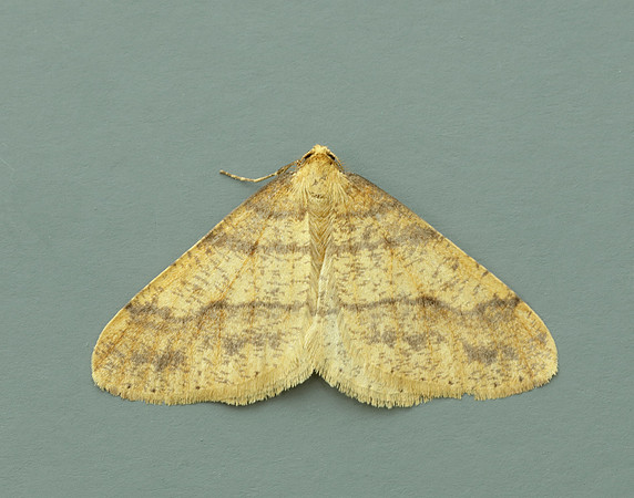 70.254 BF1933 Scarce Umber Agriopis aurantiaria