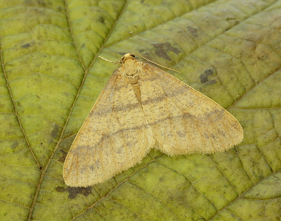 70.254 BF1933 Scarce Umber Agriopis aurantiaria