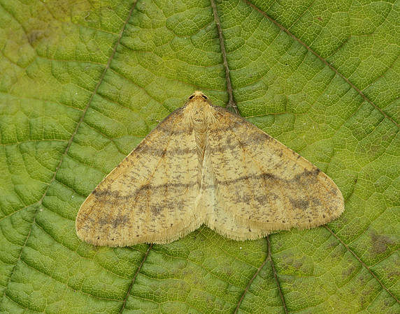 70.254 BF1933 Scarce Umber Agriopis aurantiaria