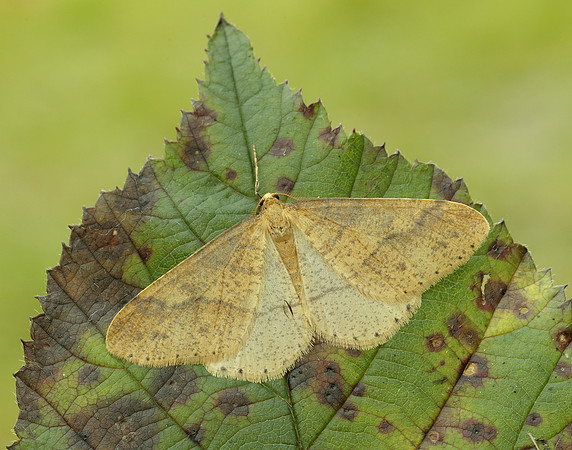 70.254 BF1933 Scarce Umber Agriopis aurantiaria