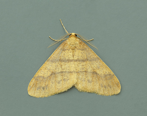 70.254 BF1933 Scarce Umber Agriopis aurantiaria