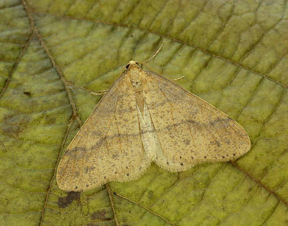 70.256 BF1935 Mottled Umber Erannis defoliaria