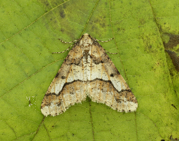 70.256 BF1935 Mottled Umber Erannis defoliaria
