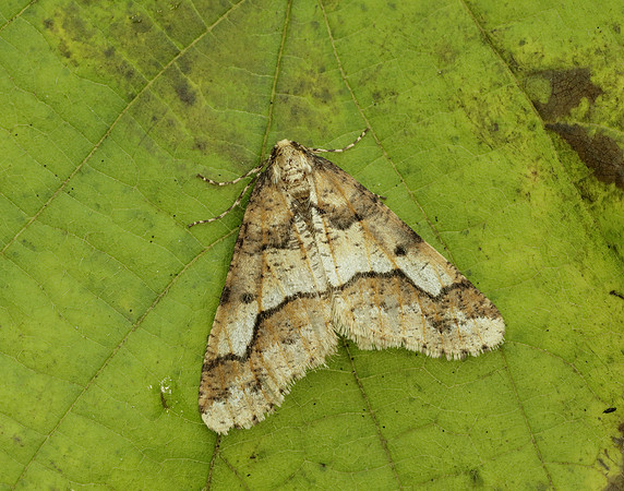 70.256 BF1935 Mottled Umber Erannis defoliaria