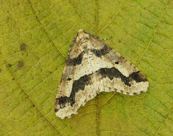 70.256 BF1935 Mottled Umber Erannis defoliaria