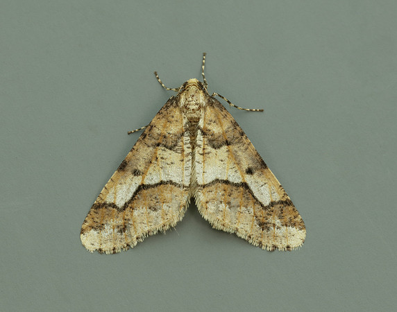 70.256 BF1935 Mottled Umber Erannis defoliaria
