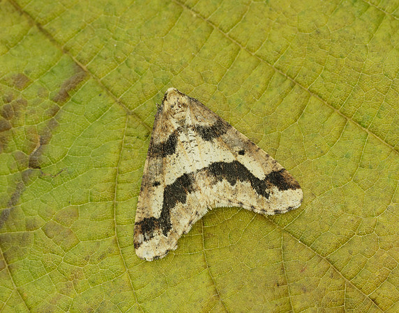 70.256 BF1935 Mottled Umber Erannis defoliaria
