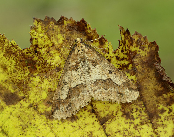 70.256 BF1935 Mottled Umber Erannis defoliaria