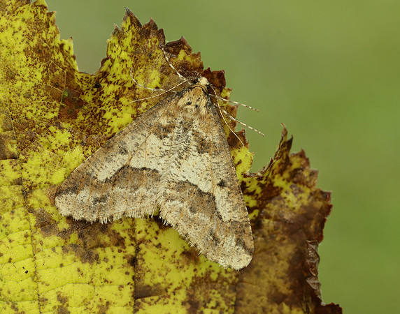 70.256 BF1935 Mottled Umber Erannis defoliaria