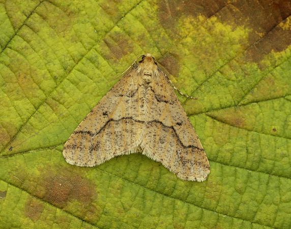 70.256 BF1935 Mottled Umber Erannis defoliaria