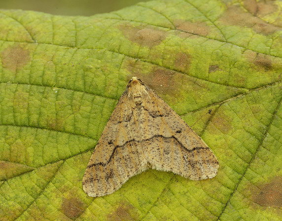 70.256 BF1935 Mottled Umber Erannis defoliaria