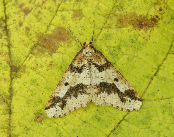 70.256 BF1935 Mottled Umber Erannis defoliaria