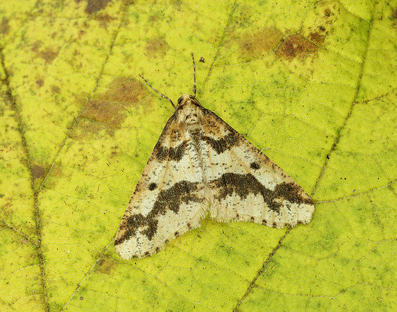 70.256 BF1935 Mottled Umber Erannis defoliaria