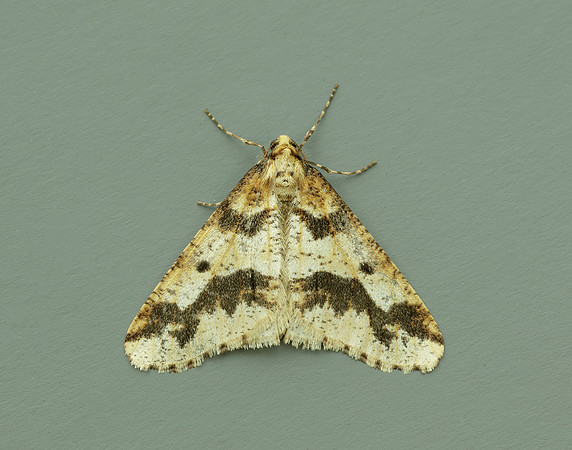 70.256 BF1935 Mottled Umber Erannis defoliaria