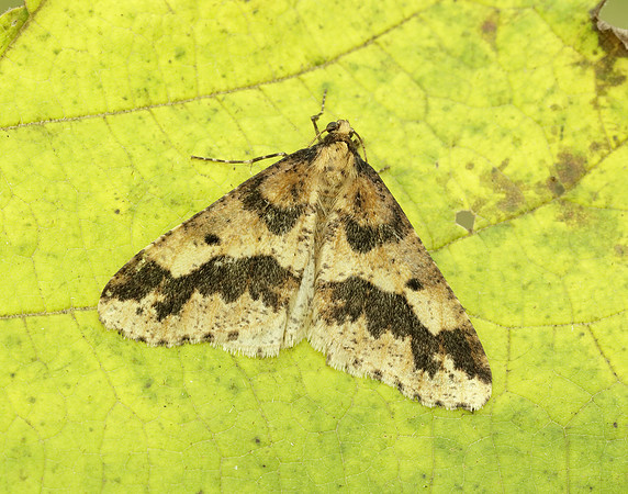70.256 BF1935 Mottled Umber Erannis defoliaria