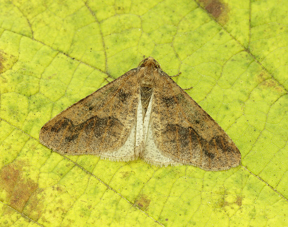 70.256 BF1935 Mottled Umber Erannis defoliaria