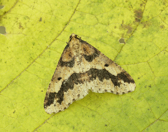 70.256 BF1935 Mottled Umber Erannis defoliaria