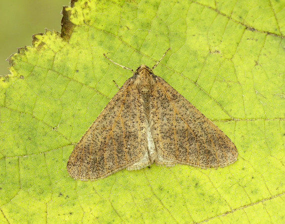 70.256 BF1935 Mottled Umber Erannis defoliaria