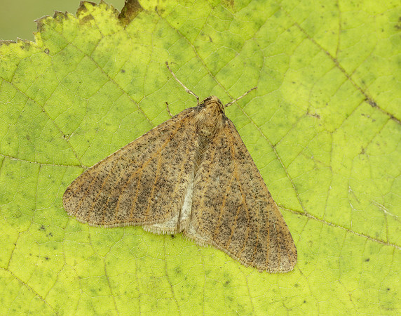 70.256 BF1935 Mottled Umber Erannis defoliaria
