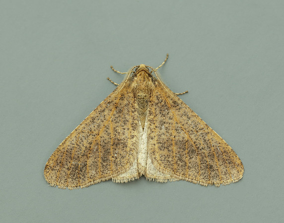 70.256 BF1935 Mottled Umber Erannis defoliaria