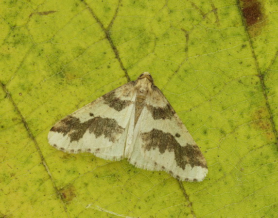 70.256 BF1935 Mottled Umber Erannis defoliaria
