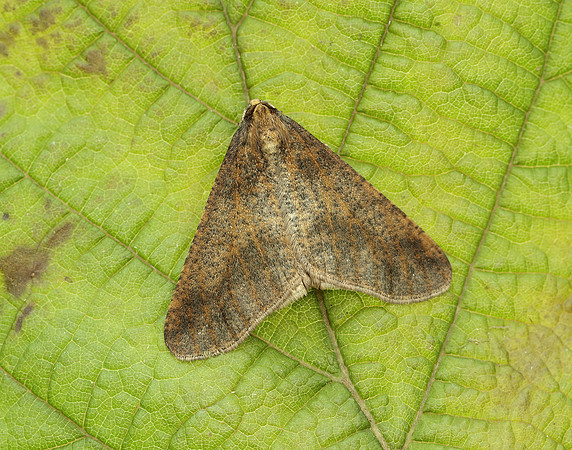 70.256 BF1935 Mottled Umber Erannis defoliaria