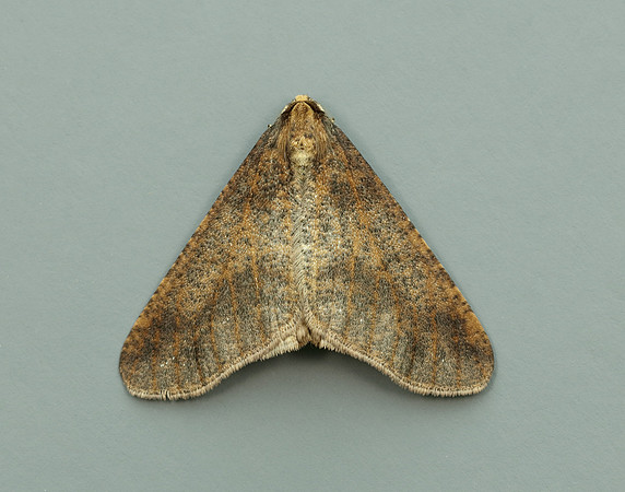 70.256 BF1935 Mottled Umber Erannis defoliaria