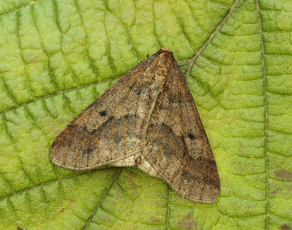 70.256 BF1935 Mottled Umber Erannis defoliaria
