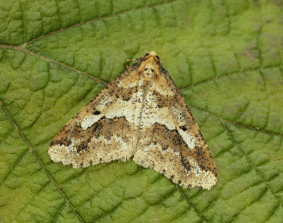 70.256 BF1935 Mottled Umber Erannis defoliaria