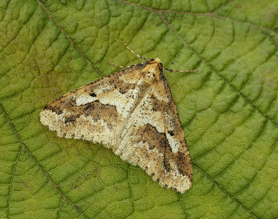 70.256 BF1935 Mottled Umber Erannis defoliaria