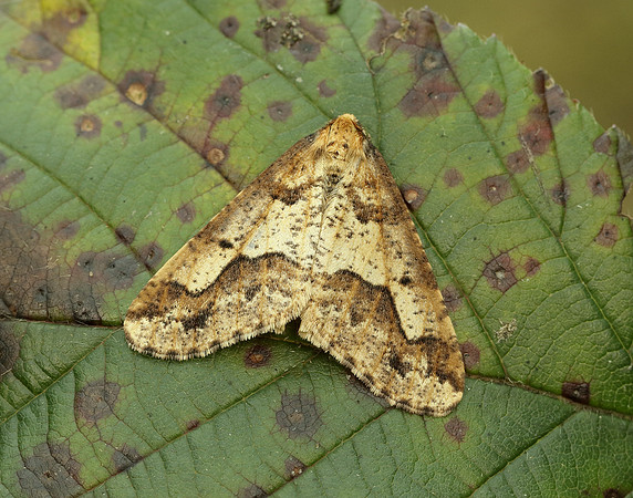 70.256 BF1935 Mottled Umber Erannis defoliaria