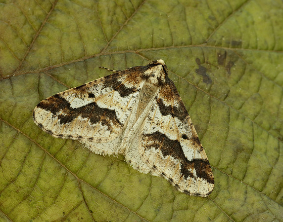 70.256 BF1935 Mottled Umber Erannis defoliaria