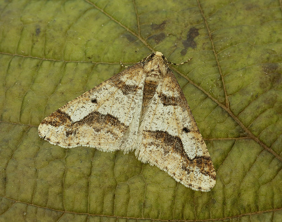 70.256 BF1935 Mottled Umber Erannis defoliaria