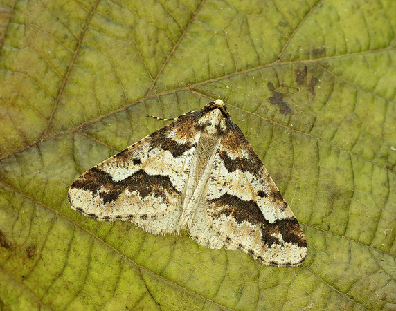 70.256 BF1935 Mottled Umber Erannis defoliaria