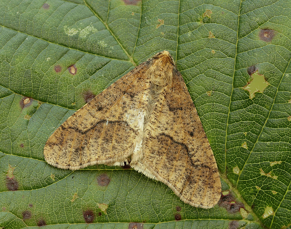 70.256 BF1935 Mottled Umber Erannis defoliaria