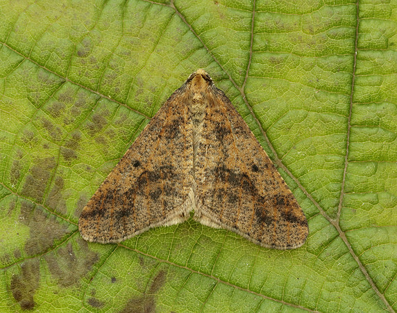 70.256 BF1935 Mottled Umber Erannis defoliaria