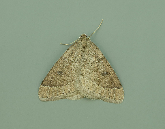 70.282 BF1960 Early Moth Theria primaria