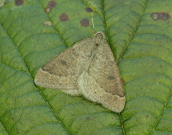 70.282 BF1960 Early Moth Theria primaria