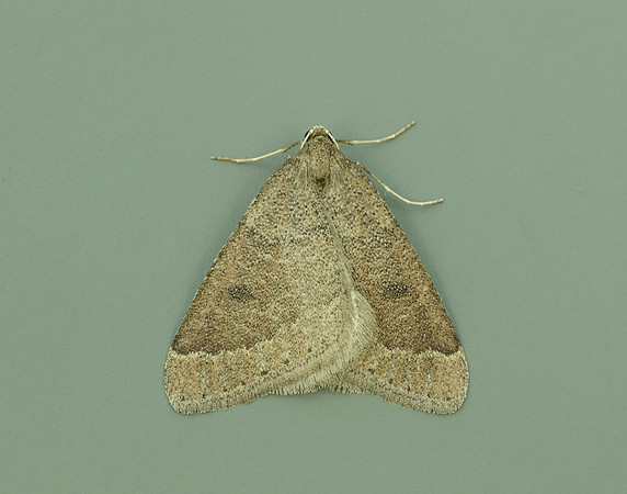 70.282 BF1960 Early Moth Theria primaria