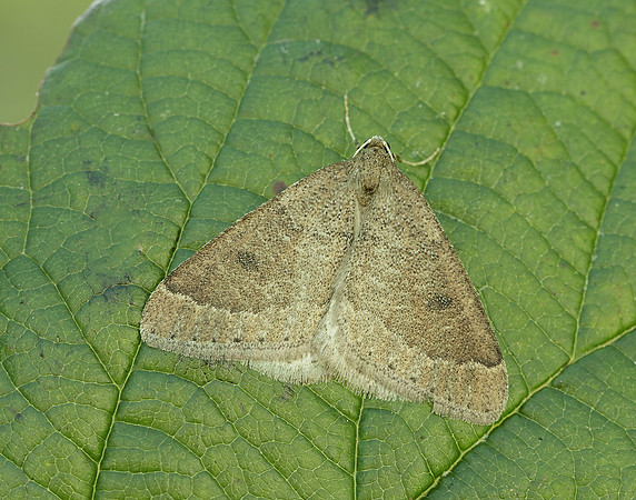 70.282 BF1960 Early Moth Theria primaria