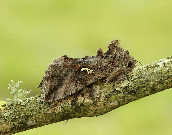 73.015 BF2441 Silver Y Autographa gamma