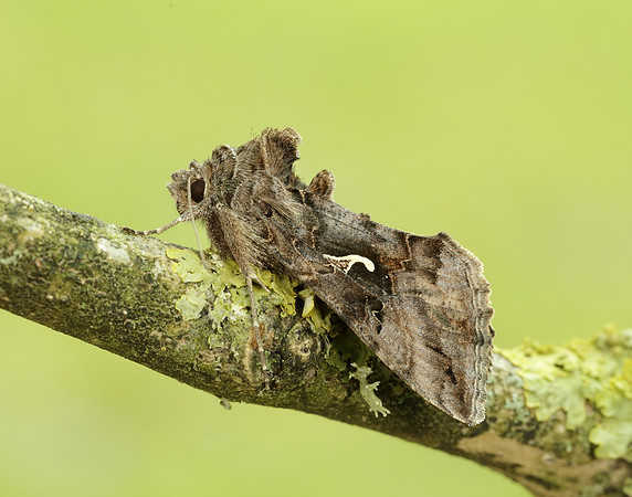 73.015 BF2441 Silver Y Autographa gamma